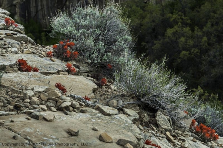 Indian Paintbrush