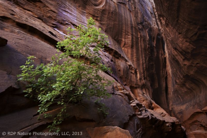Long Canyon