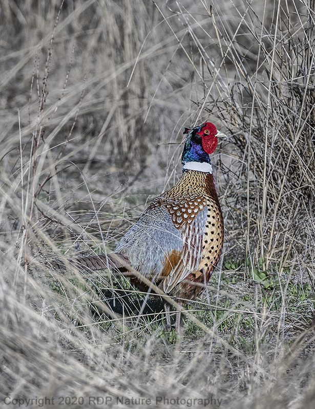 Ring-necked_Pheasant